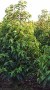 Prunus lusitanica RB 80-1004